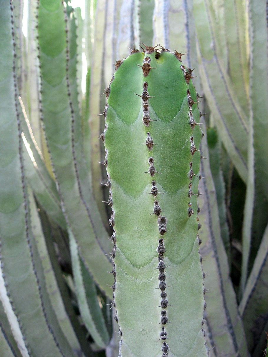 Кактус похожий на коралл