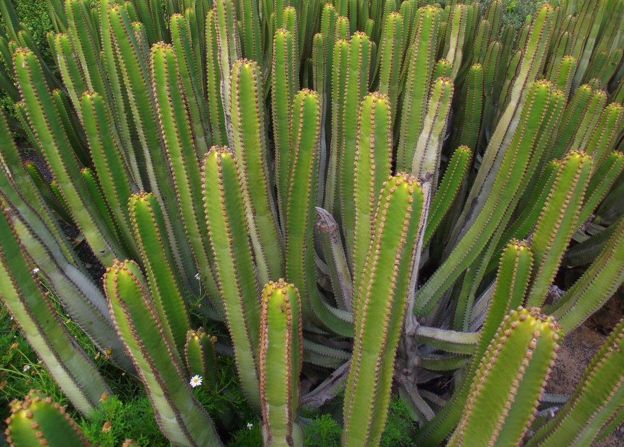 Кактусовая щитовка