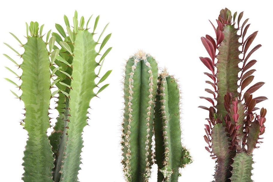 Euphorbia characias Black Pearl