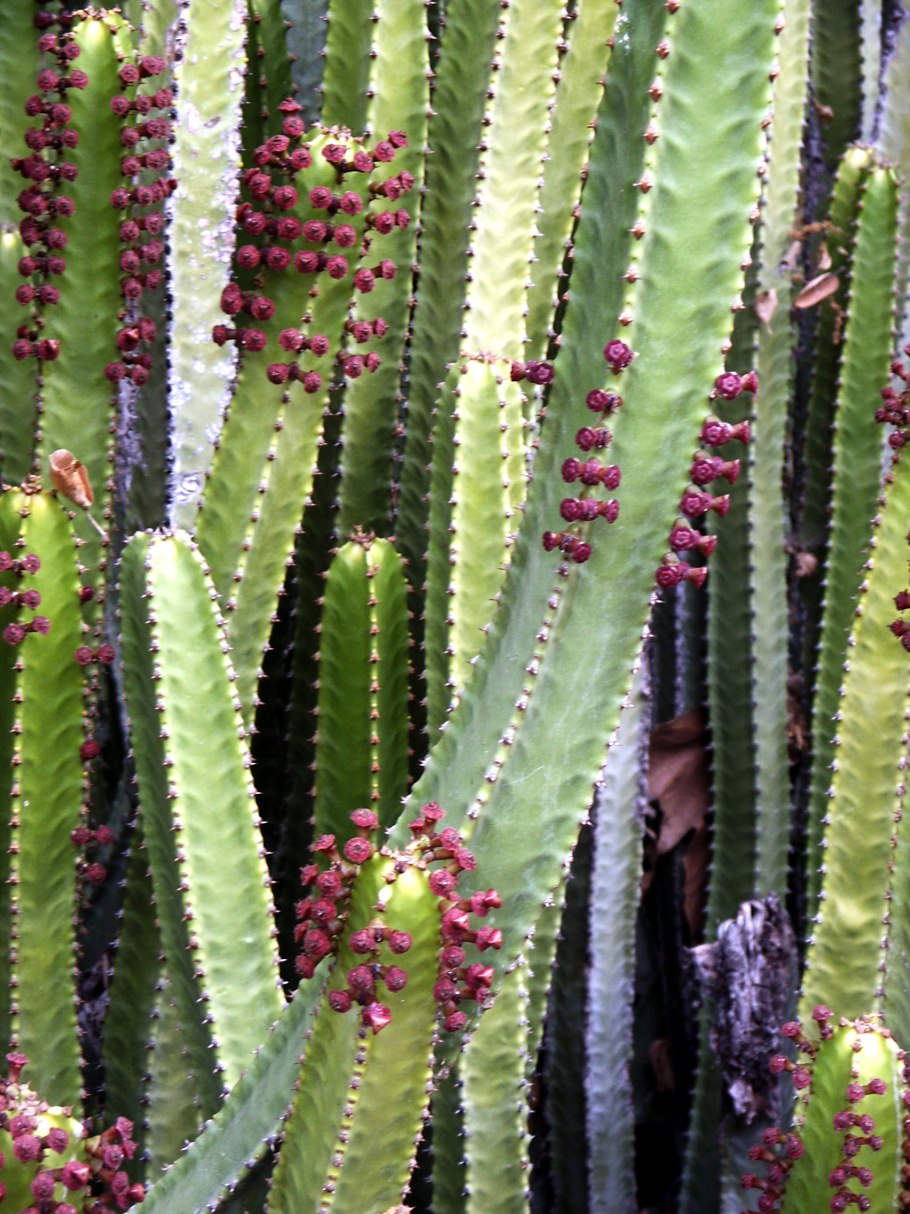 Эуфорбия молочай