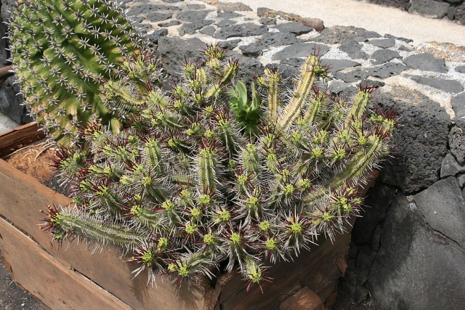 Эуфорбия мелоформис Вариегата