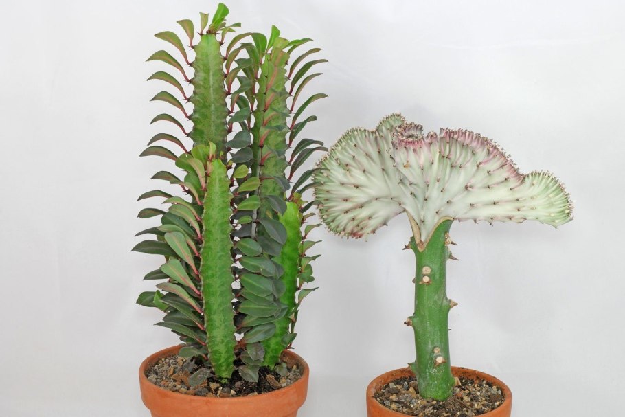 Euphorbia canariensis Pot