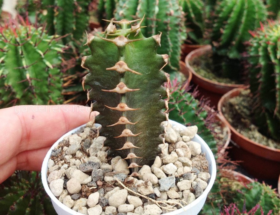Молочай Канарский Euphorbia canariensis
