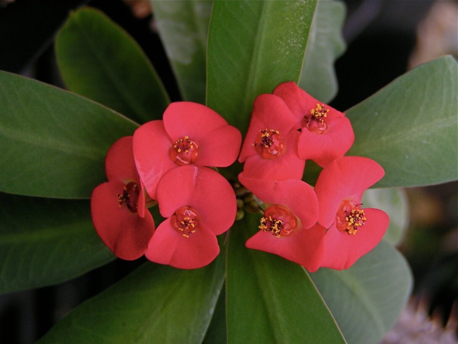 Эониум вельвет