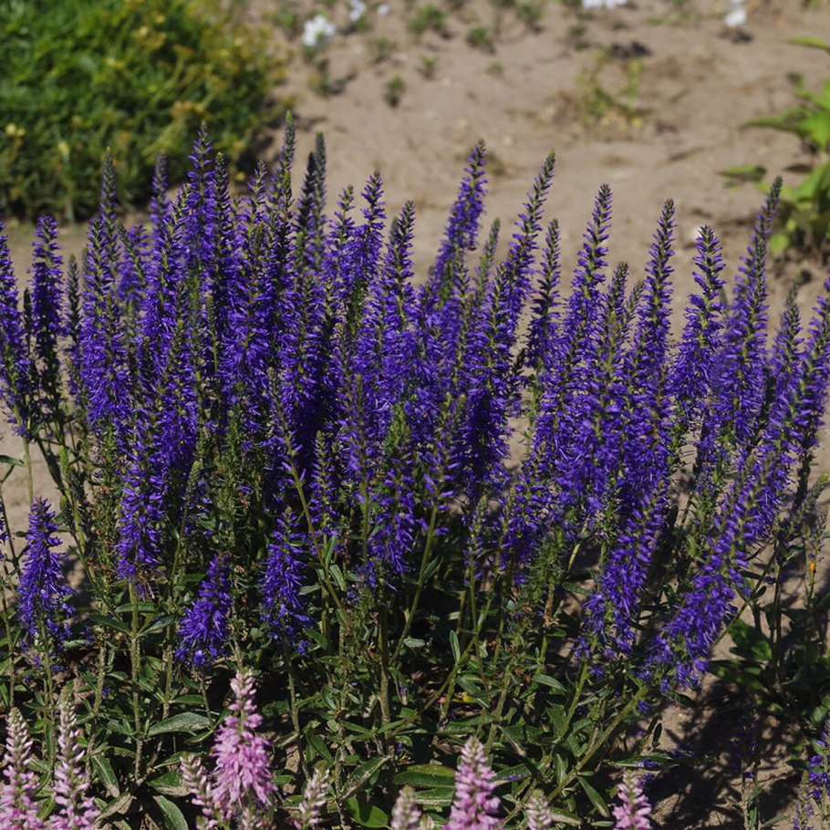 Стеллера карликовая трава