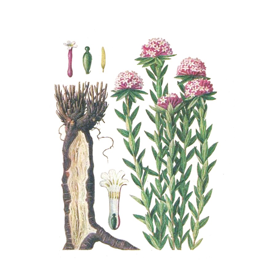 Вероника колосистая Heidekind