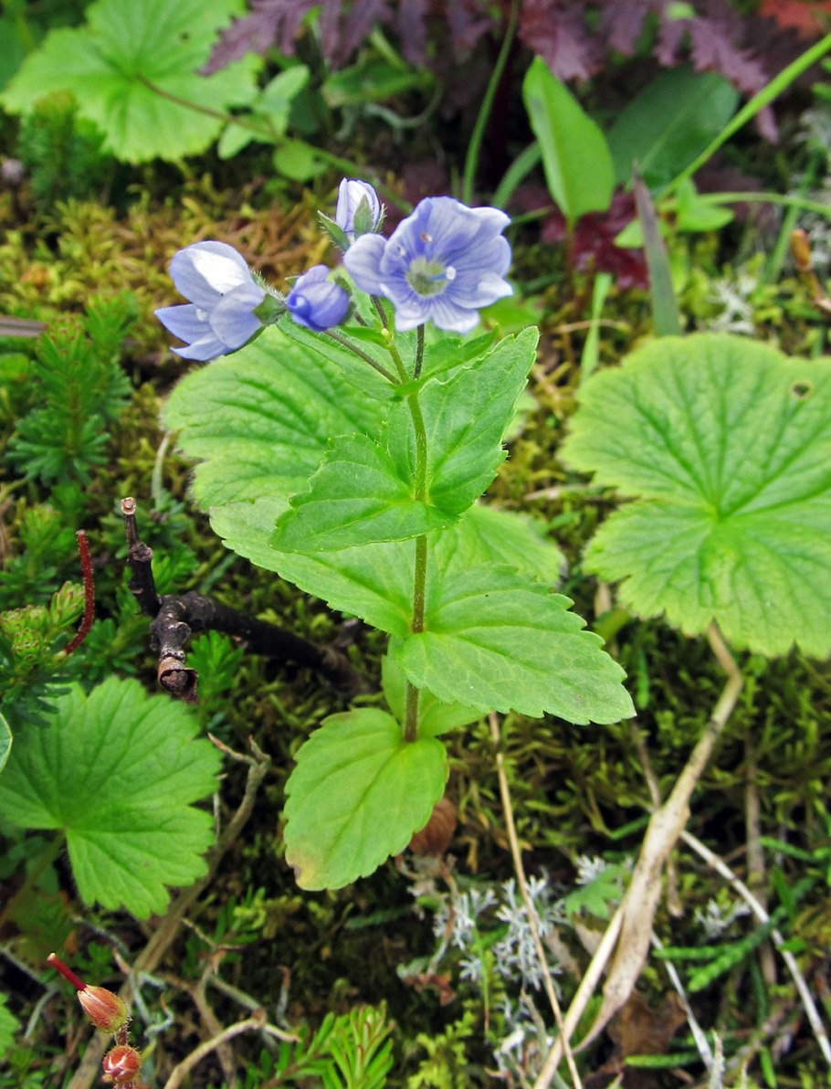 Вероника Стеллера Камчатский