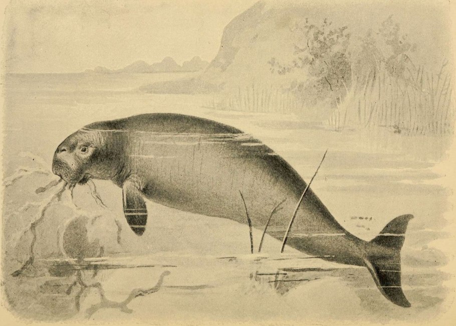 Вероника длиннолистная семейство