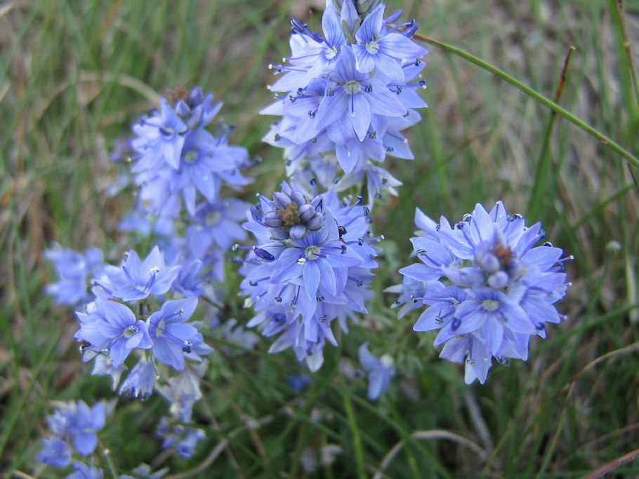 Вероника горечавковая почвопокровная