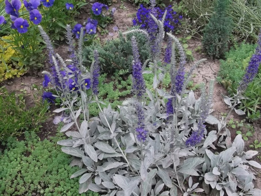 Veronica arvensis всходы