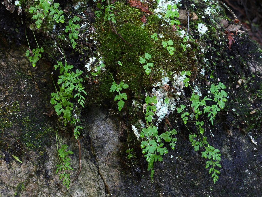 Растение Вероника Ревердатто