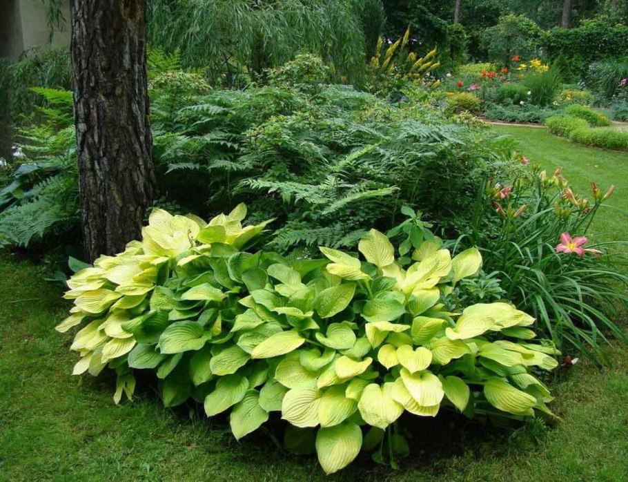 Арункус / Волжанка двудомная