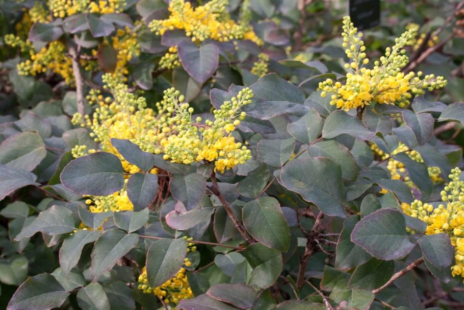 Пахизандра верхушечная