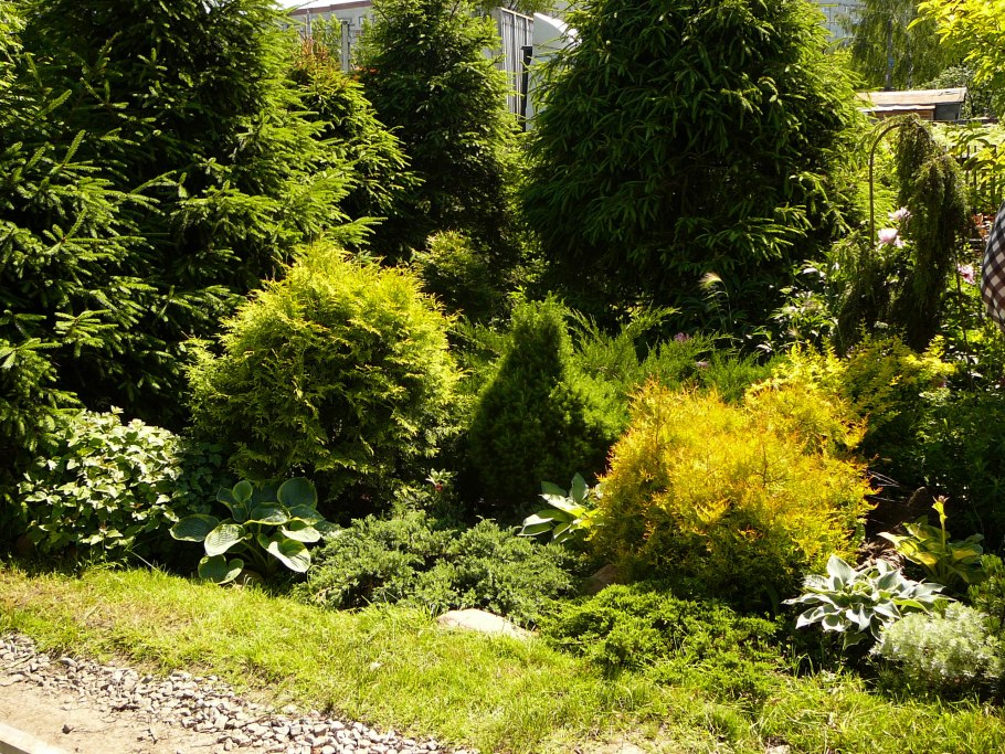 Магония кустарник