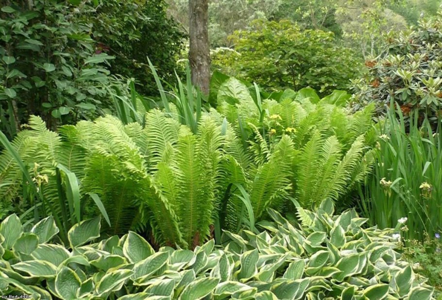 Клумба Хоста и астильба