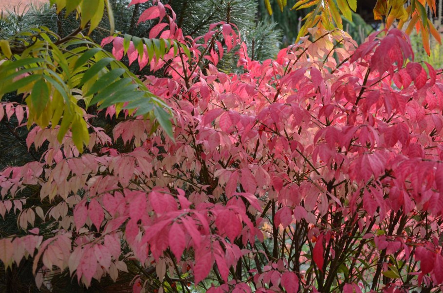 Шалфей Дубравный Хоста