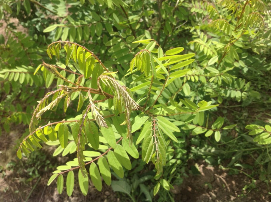 Аморфа кустарниковая лист