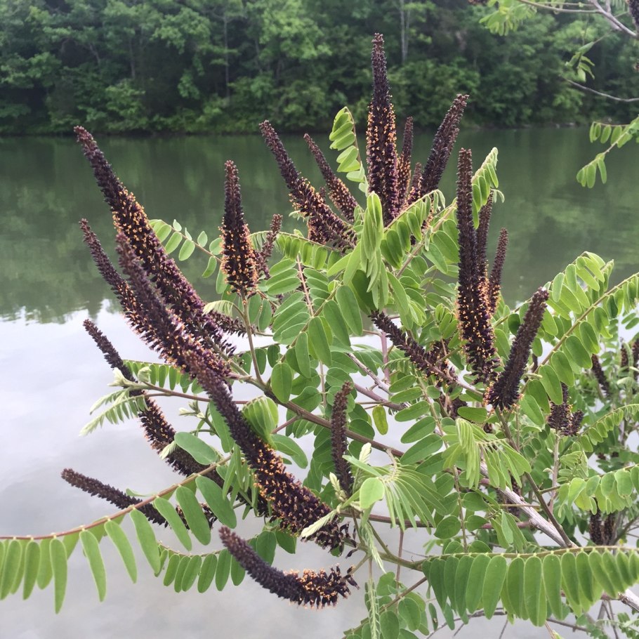 Аморфа кустарниковая