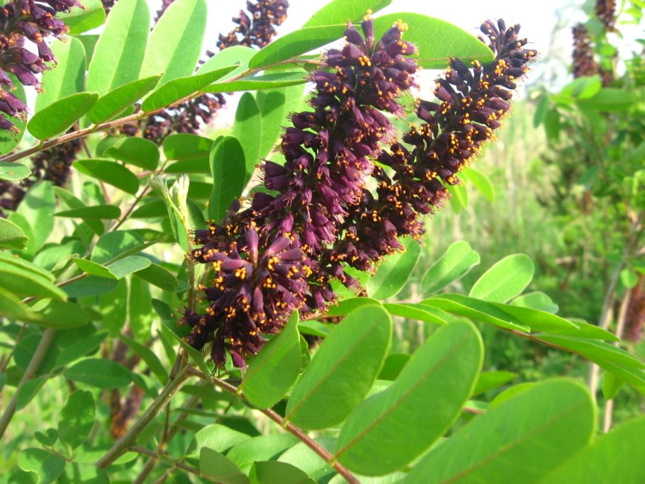 Аморфа кустарниковая Amorpha fruticosa