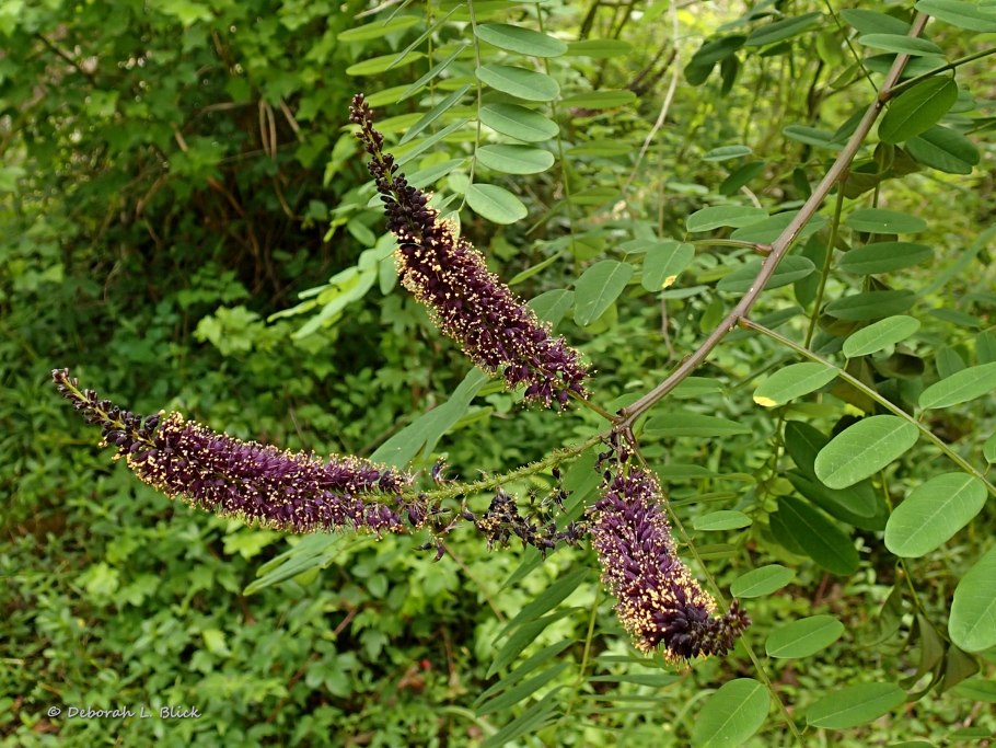 Аморфа кустарниковая