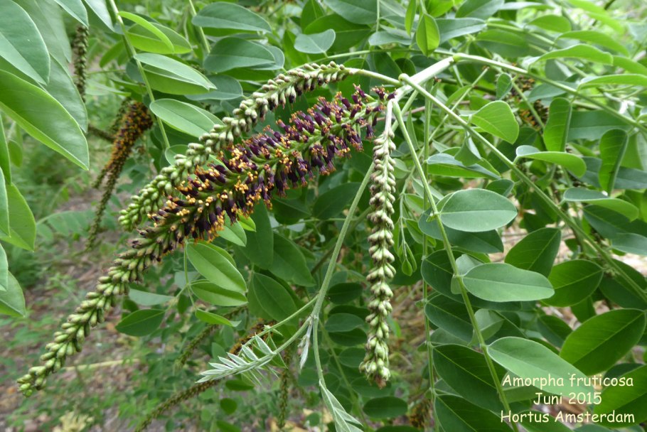 Аморфа кустарниковая
