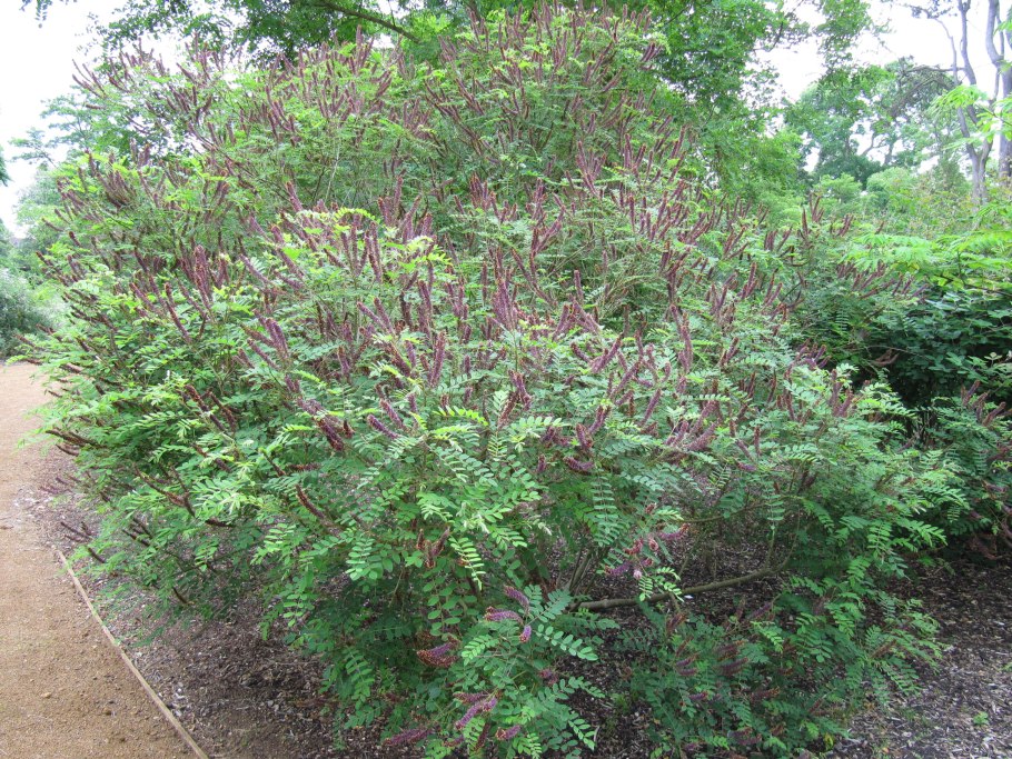 Аморфа кустарниковая куст