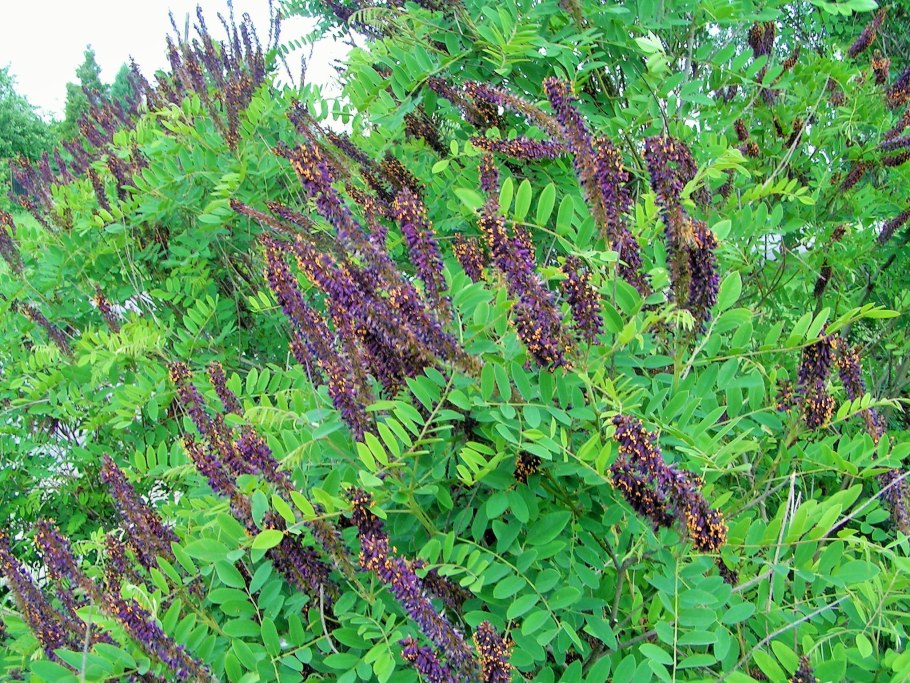 Аморфа кустарниковая куст