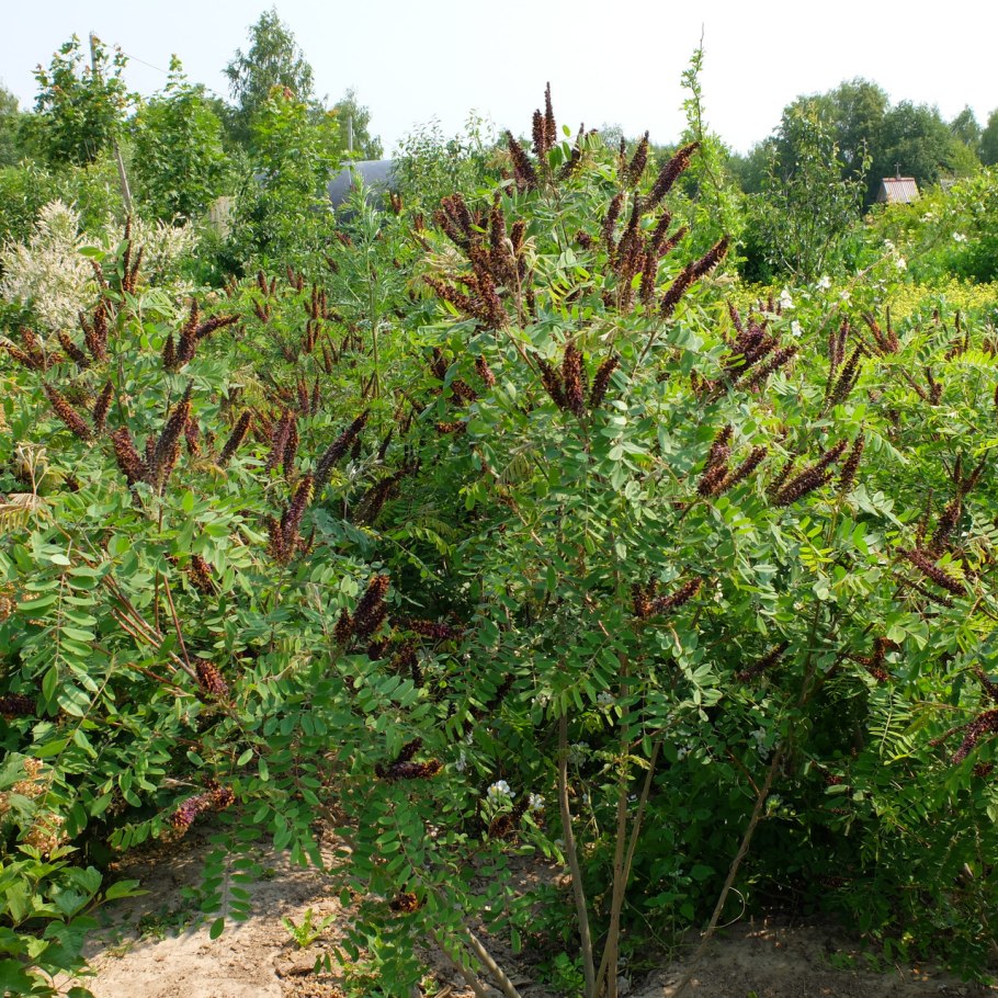 Аморфа Калифорнийская