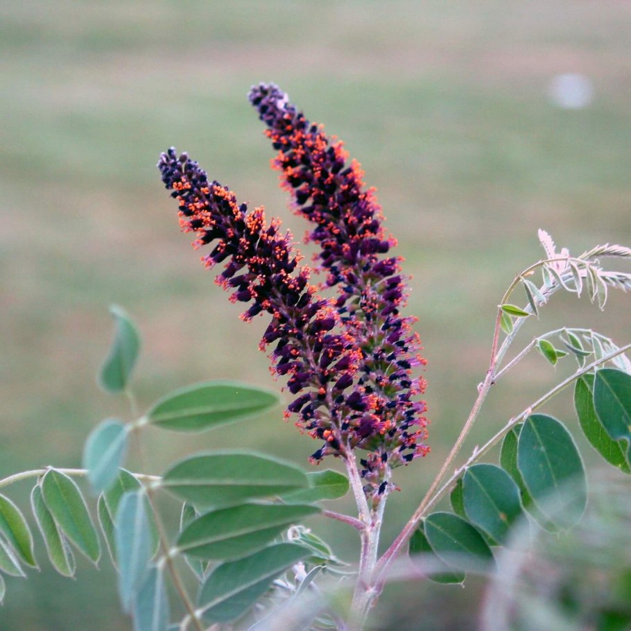 Аморфа полукустарниковая