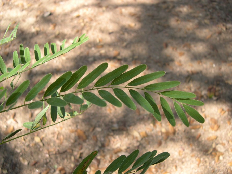 Аморфа кустарниковая лист