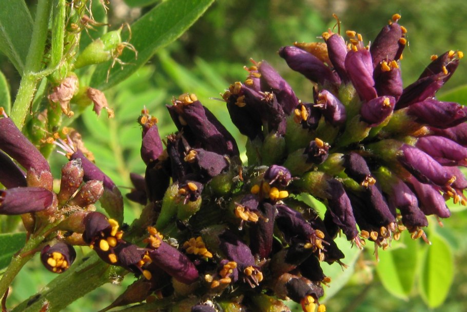 Аморфа кустарниковая Боб