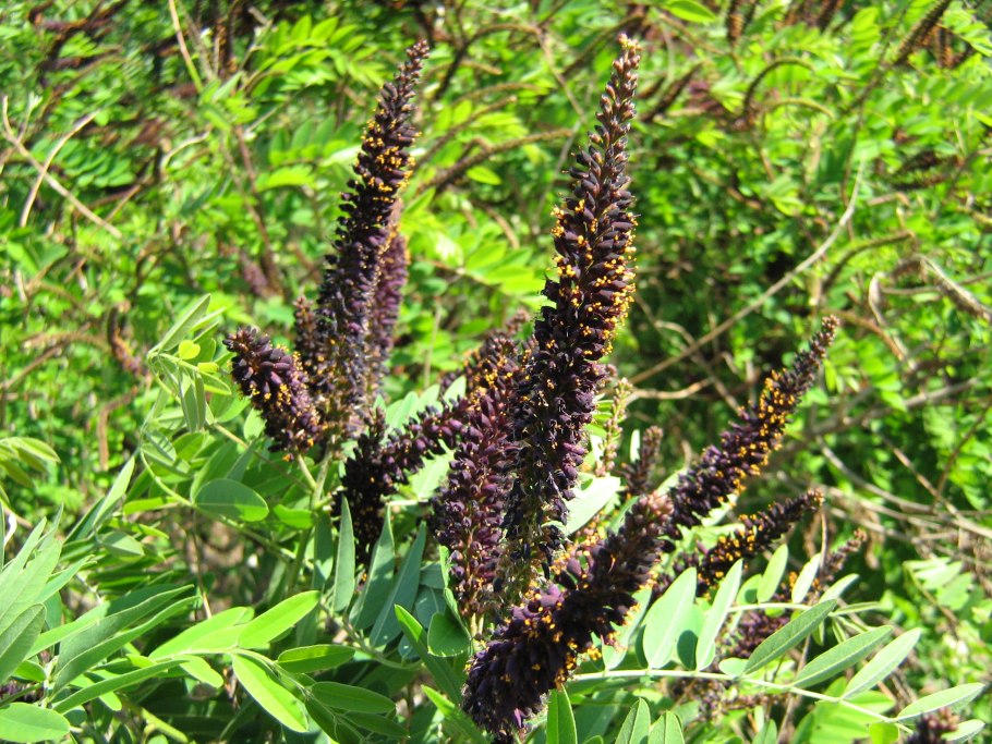 Аморфа полукустарниковая