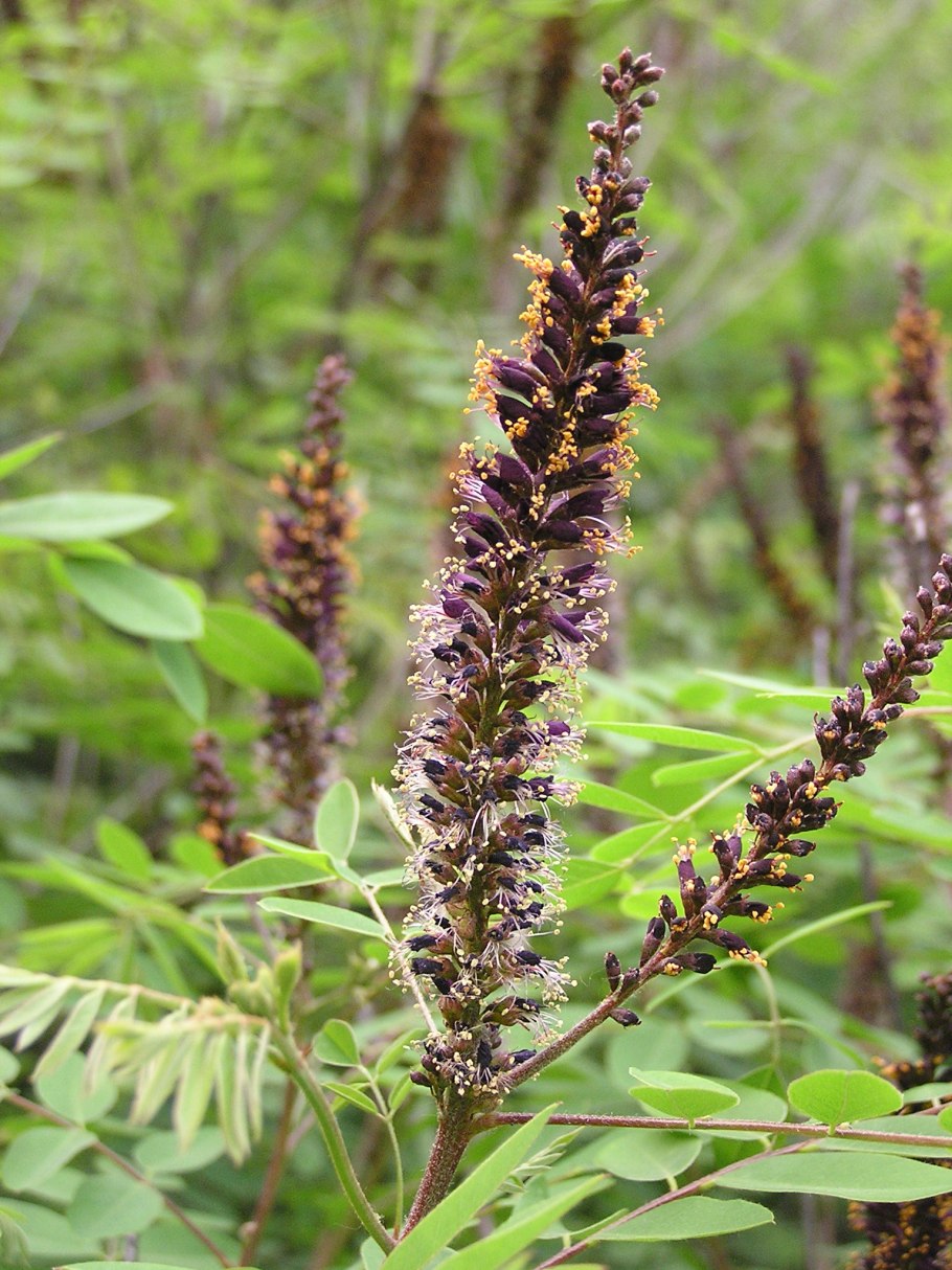 Аморфа фрутикоза