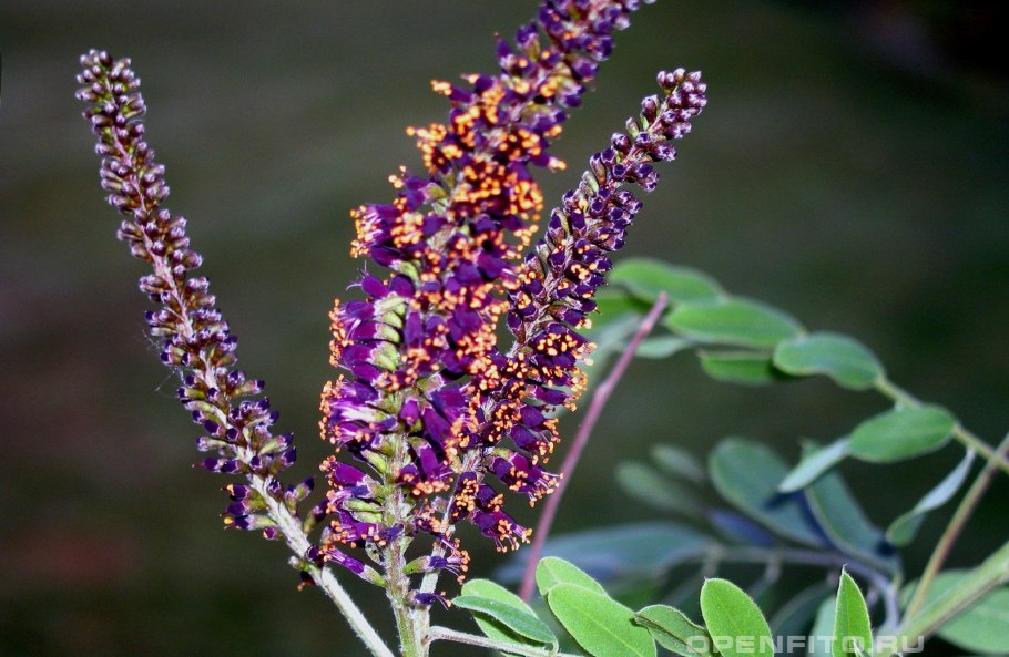 Аморфа кустарниковая