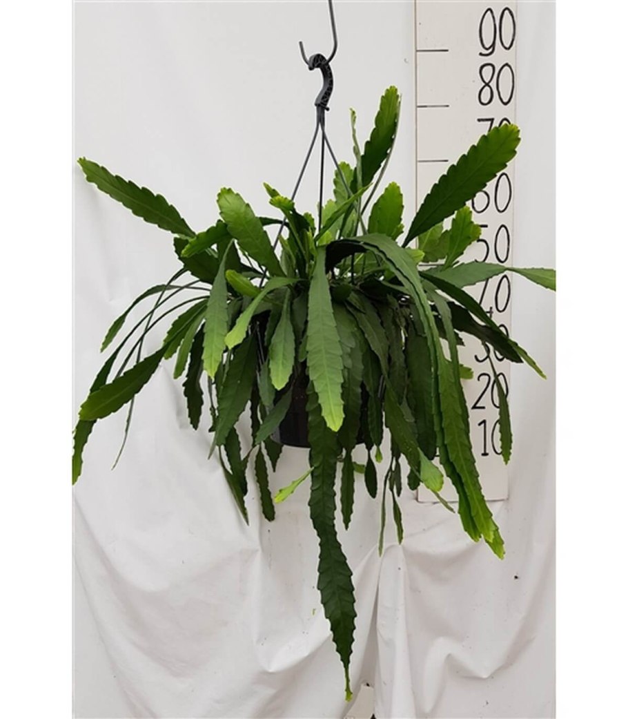 Lepismium asuntapatense