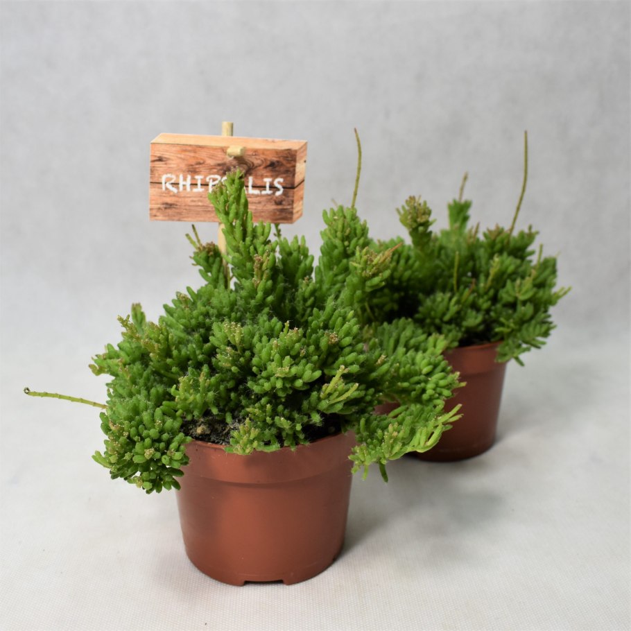 Lepismium warmingianum