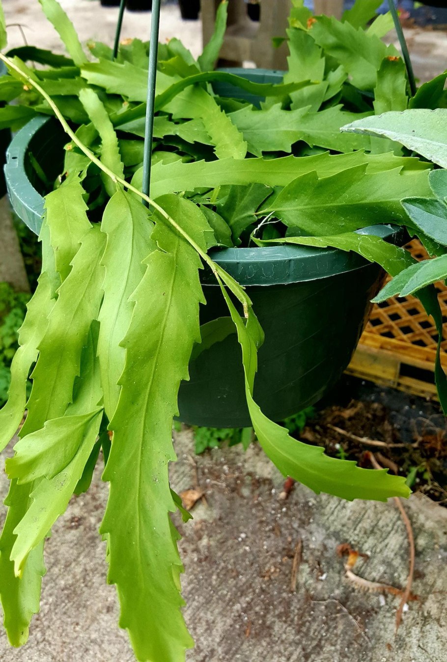 Рипсалис Барчела (Rhipsalis burchellii)