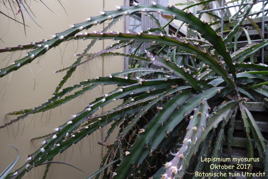 Rhipsalis pilocarpa