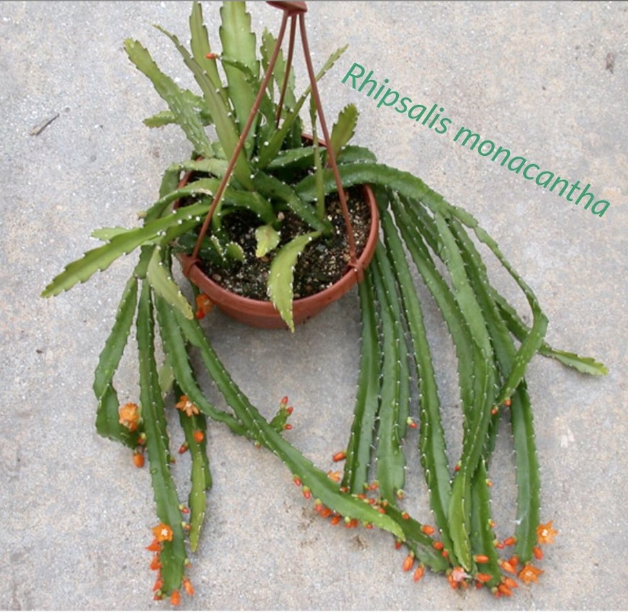 Lepismium cruciforme/Леписмиум круциформе