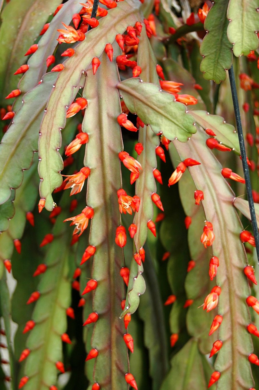 Rhipsalis monacantha