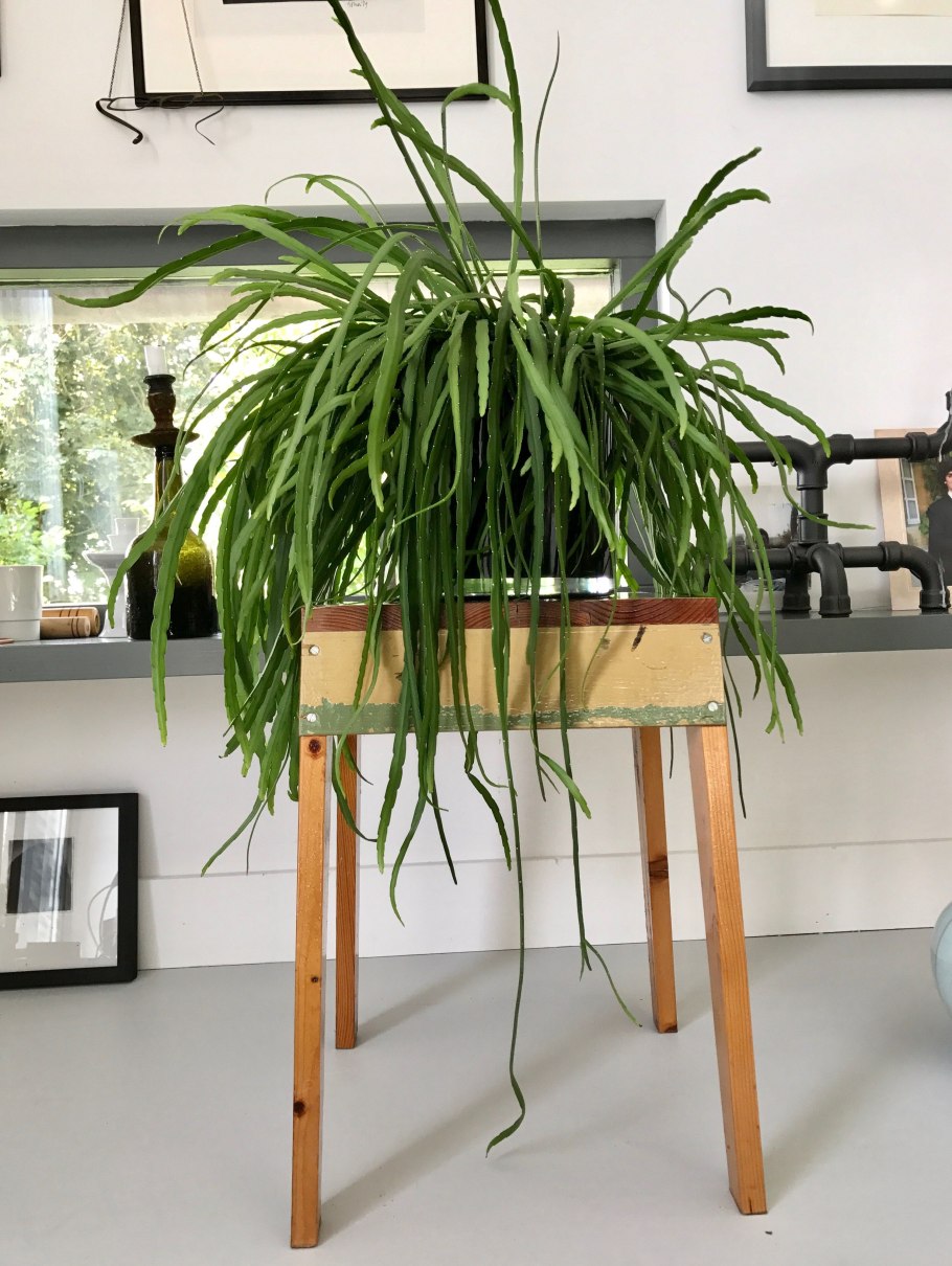 Rhipsalis elliptica рипсалис Эллиптика