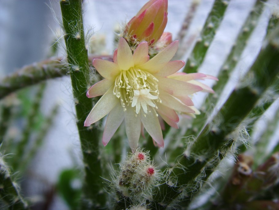 Rhipsalis cruciforme