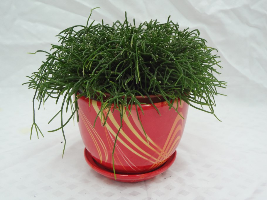 Rhipsalis cruciformis