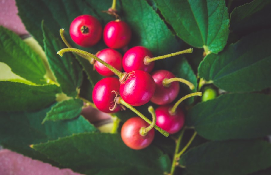 Флакуртия индийская