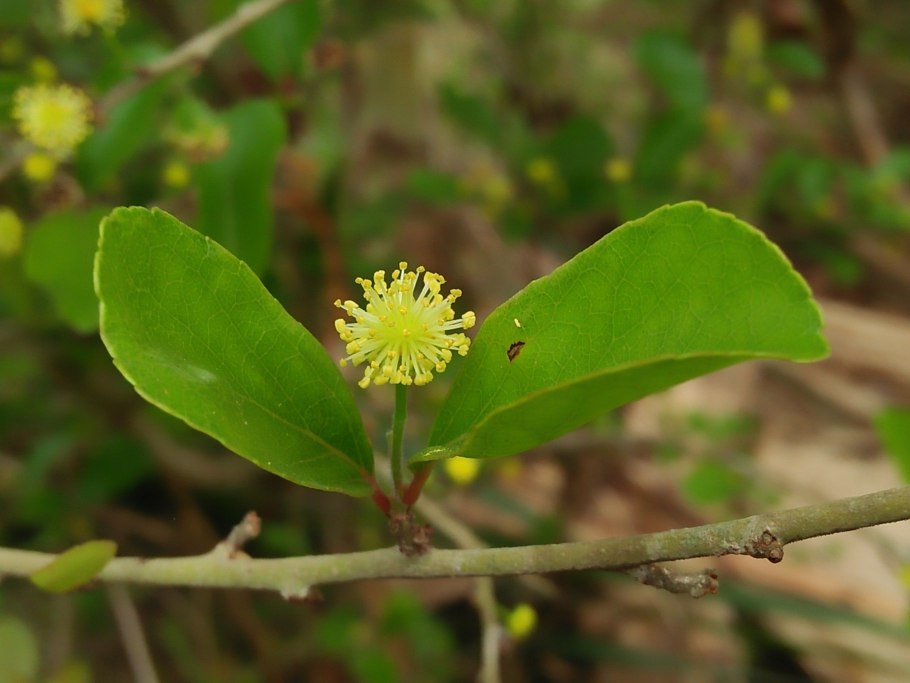 Flacourtiaceae: Dankia