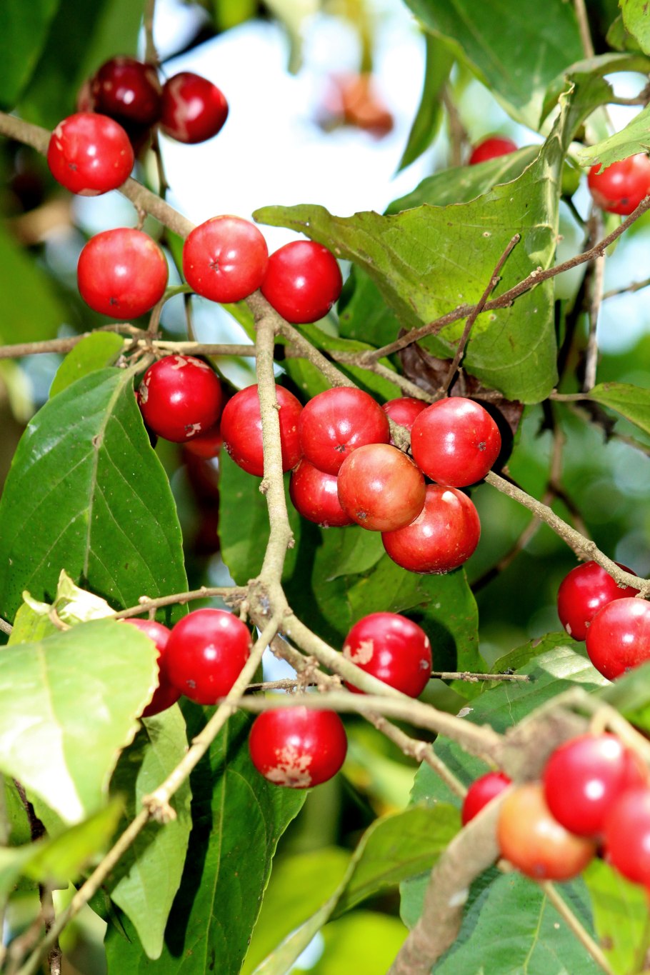 Flacourtiaceae: Dankia