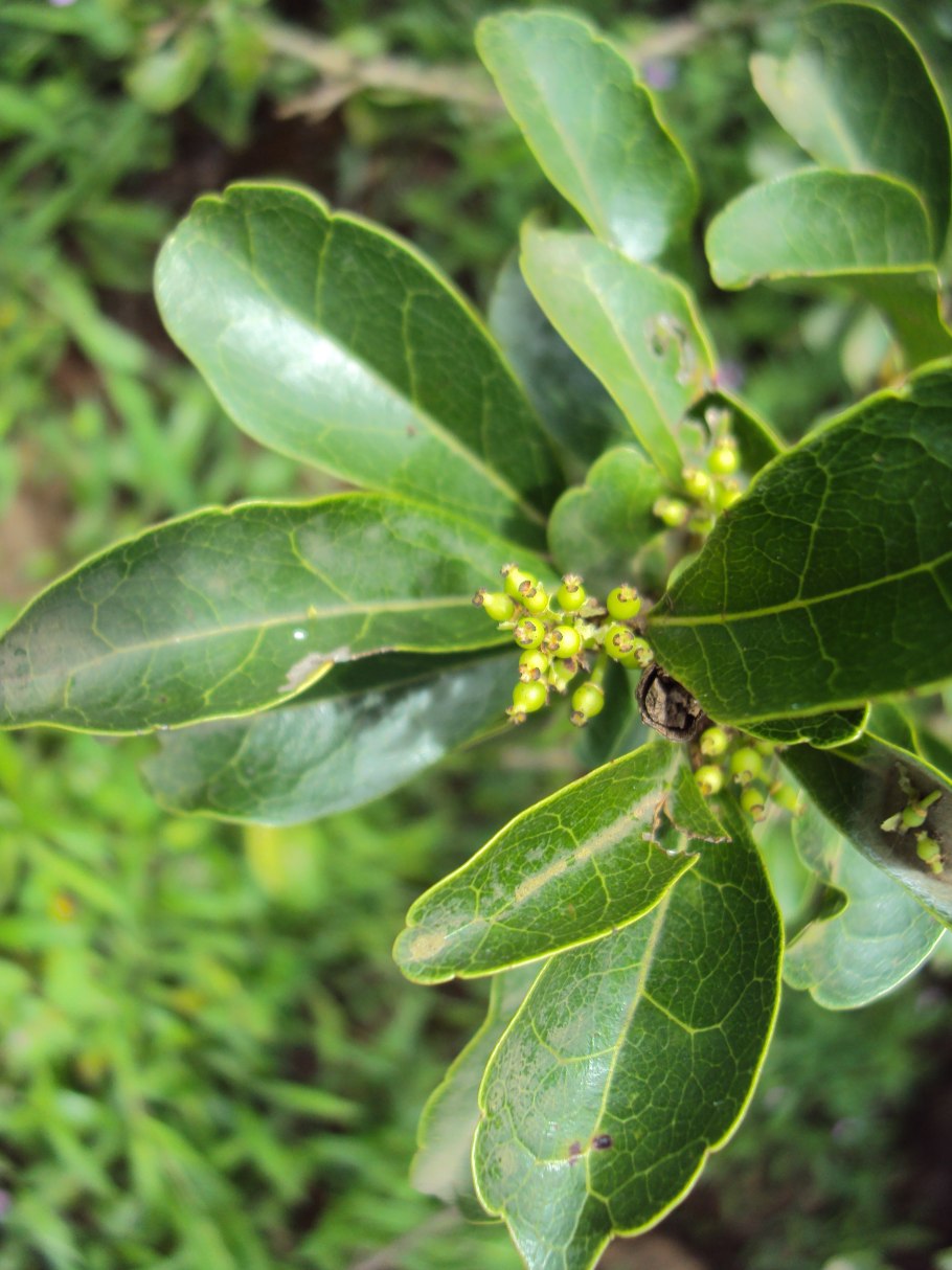 Флакуртия индийская дерево