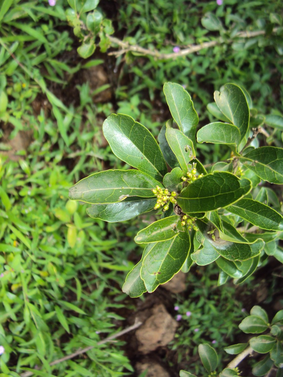 Flacourtia inermis