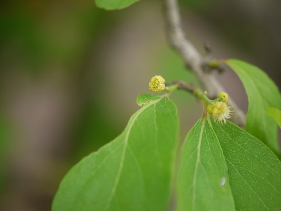 Flacourtia Indica цветок