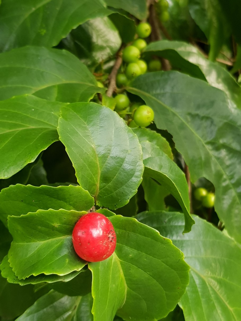 Флакуртия индийская